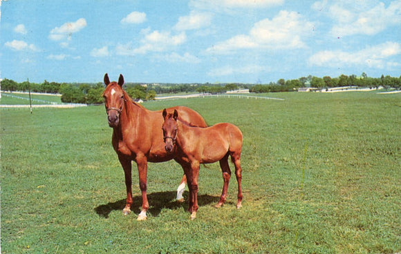 Mother and Son, Kentucky Thoroughbreds, in the Famed Blue Grass Country-Carey's Emporium