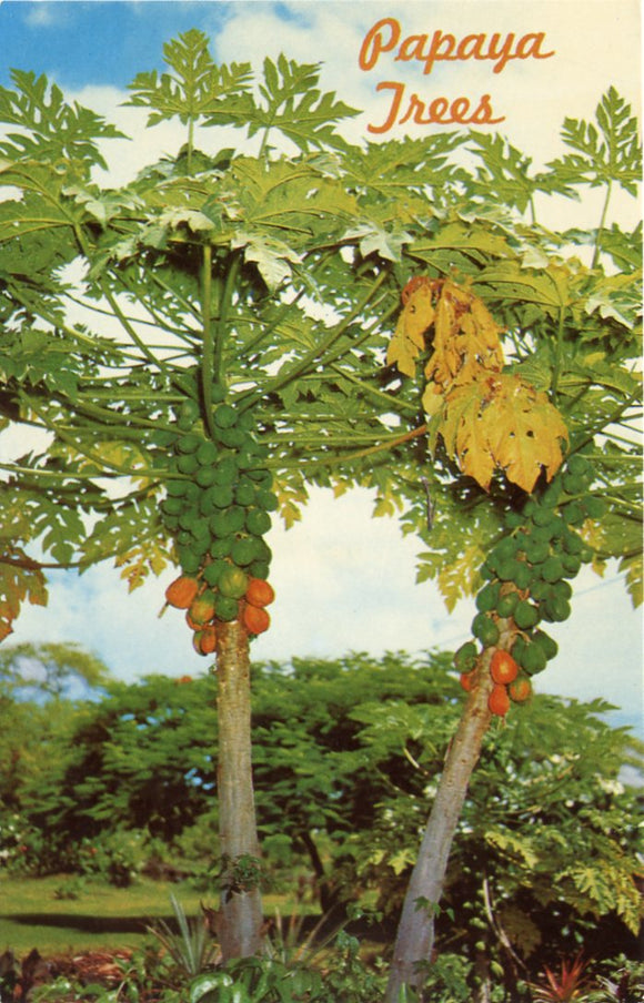 Papaya Trees, HI-Carey's Emporium