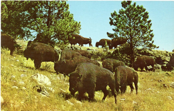 Buffaloes, Custer State Park, Black Hills, SD-Carey's Emporium