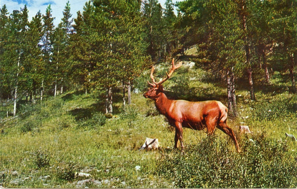 Crafty and Elusive, The Elk is One of The Largest Game Animals in North America-Carey's Emporium