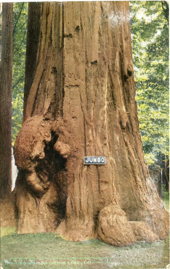 Big Tree Jumbo, Santa Cruz, CA-Carey's Emporium