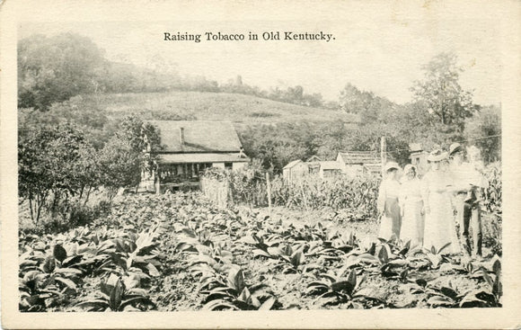 Raising Tobacco in Old Kentucky-Carey's Emporium