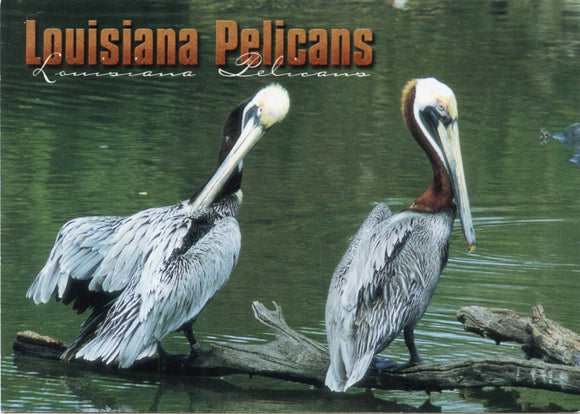 Louisiana Pelicans-Carey's Emporium