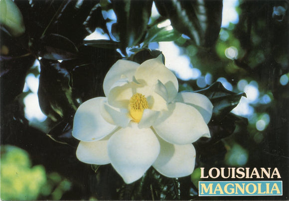 Louisiana Magnolia-Carey's Emporium