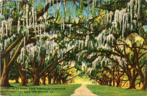 De  La Ronde Oaks, Versailles Plantation, Near New Orleans, LA-Carey's Emporium