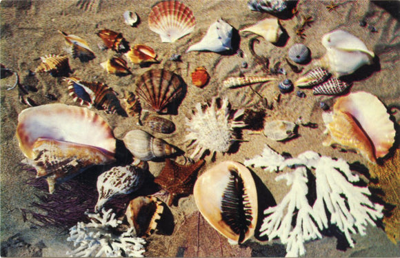 Shells from the Coast of Florida-Carey's Emporium