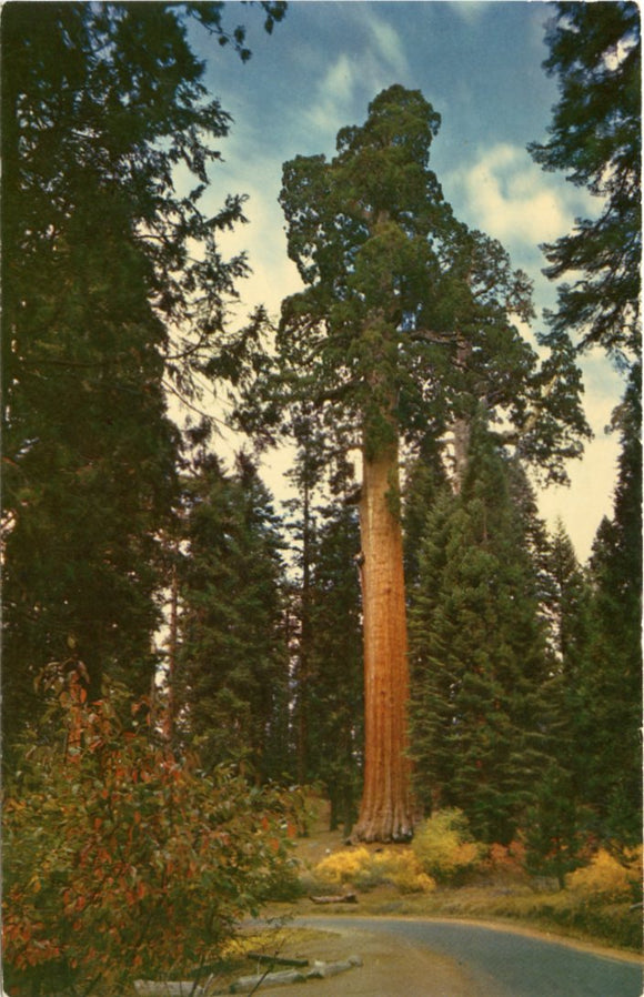 California Tree, in General Grant Grove, Kings Canyon National Park, CA-Carey's Emporium