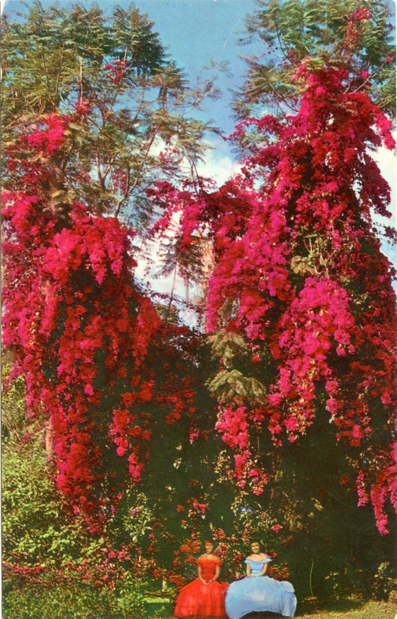 Famous Rosea Bougainvillea at Florida Cypress Gardens-Carey's Emporium