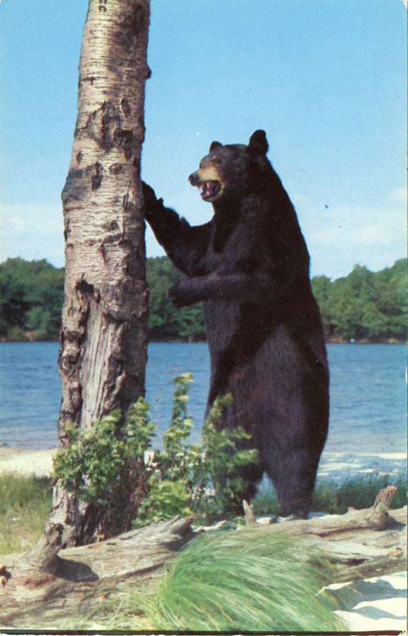 Bruin Stands Up to See What Goes Unaware That He is Being Shot by a Camera-Carey's Emporium