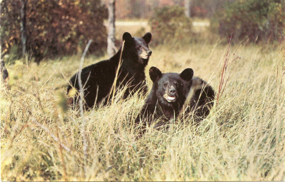 A Pair of Black Bears-Carey's Emporium