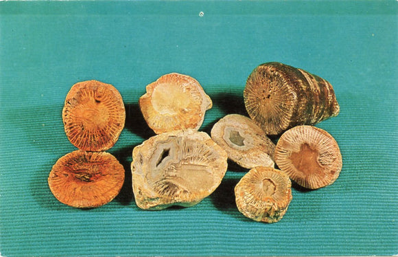Petrified Horn and Cup Corals-Carey's Emporium