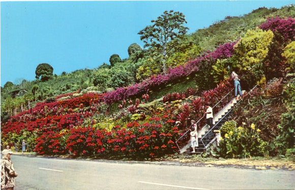 Machado Gardens, Kealakekua, HI-Carey's Emporium