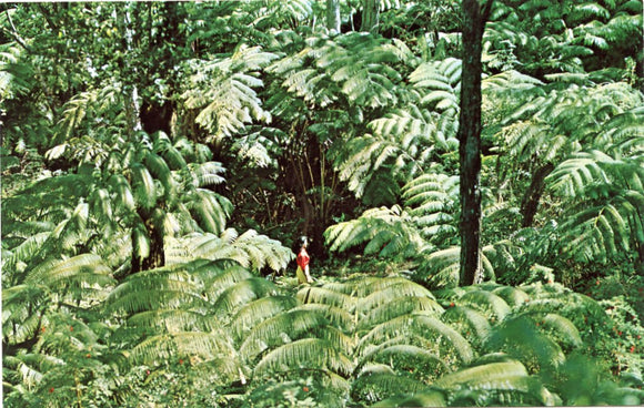 The Fern Jungle, Hawaii Volcanoes National Park-Carey's Emporium