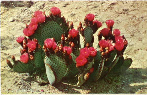 Beaver Tail Prickly Pear, Western Arizona-Carey's Emporium
