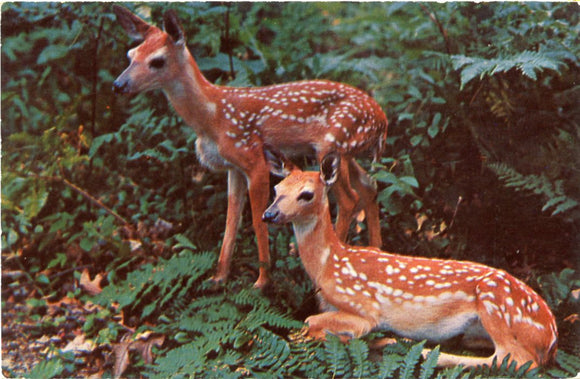 Greetings from Silver Lake, Mears, MI-Carey's Emporium