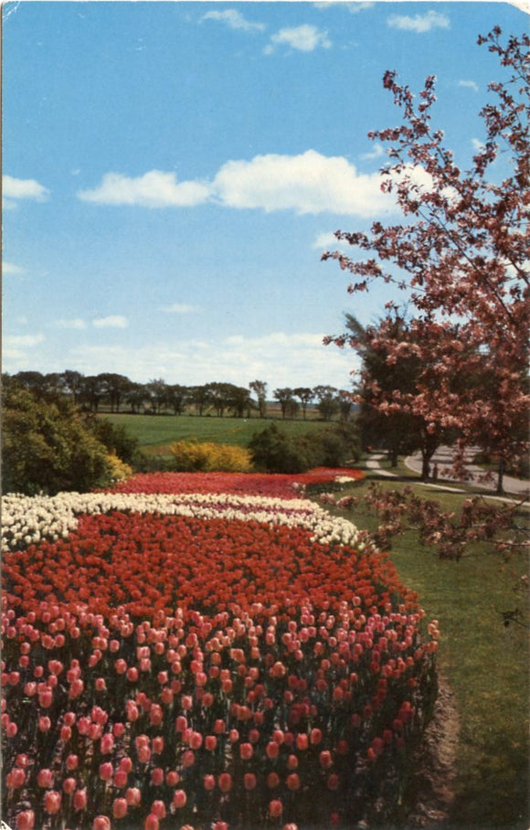 Biggest Bed, Located Well Within Ottawa's City Limits is This Vast Bed of Dutch Tulips-Carey's Emporium