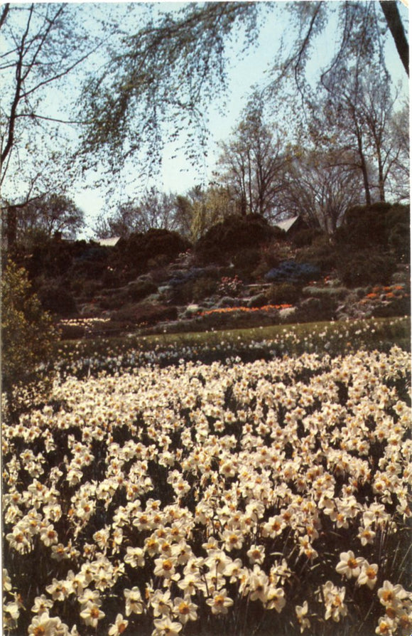 Daffodils in Spring, The Rockeries, A Natural Setting In Ottawa-Carey's Emporium