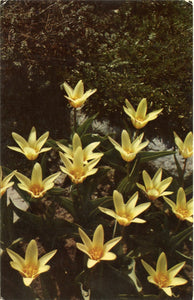 Yellow Beauty, Tulipa Tarda, A Magnificent Yellow Dwarf Tulip, Ottawa-Carey's Emporium