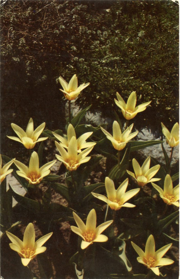 Yellow Beauty, Tulipa Tarda, A Magnificent Yellow Dwarf Tulip, Ottawa-Carey's Emporium