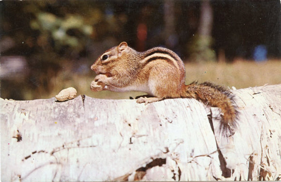 Little Chipple Loves His Handouts-Carey's Emporium