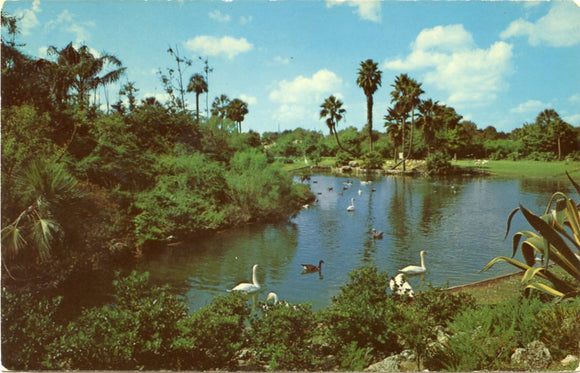 The Lagoon at Busch Gardens, Tampa, FL-Carey's Emporium