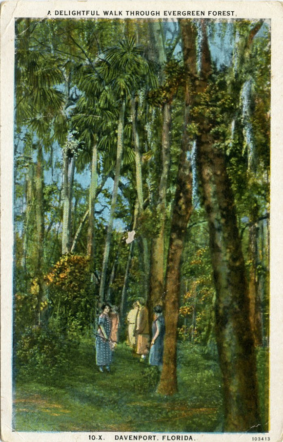 A Delightful Walk Through Evergreen Forest, Davenport, FL-Carey's Emporium