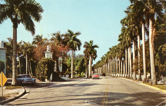 Stately Royal Palms, Planted by Edison in 1900, Near Thomas A. Edison Estate, Mc Greagor Blvd. Leading to Ft. Myers Beach, Ft. Myers, FL-Carey's Emporium