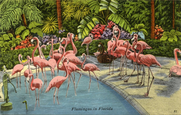 Flaminoes, Tropical Hobbyland, N. W. 27th Ave., at 15th St., Miami, FL-Carey's Emporium