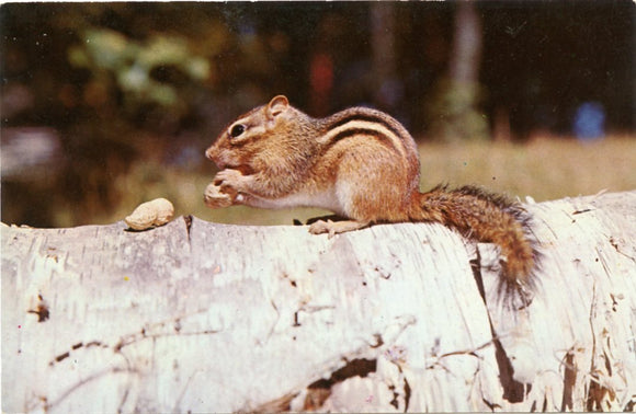 Little Chipple Loves His Handouts-Carey's Emporium