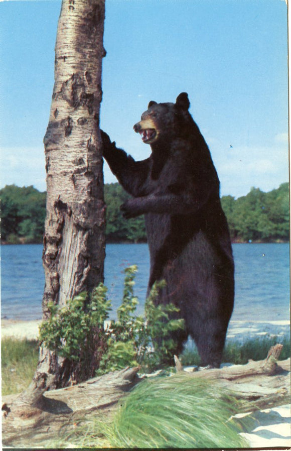 Bruin Stands Up to See What Goes Unaware That He is Being Shot by a Camera-Carey's Emporium