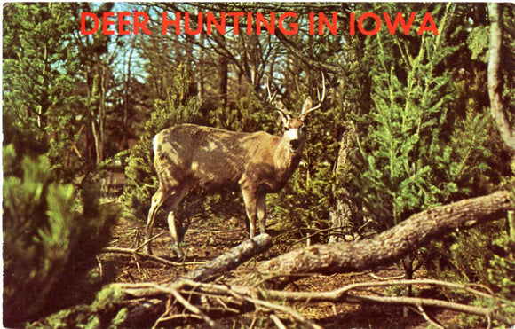 Greetings from Iowa, Deer Hunting in Iowa-Carey's Emporium