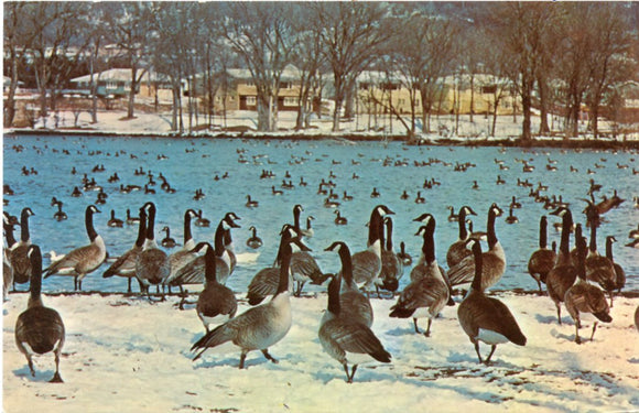 Portion of Rochester, Minnesota's Famous Wintering Flock of Wild Geese-Carey's Emporium