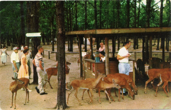 Visitors May Mingle With Tame White Tails, Wisconsin Deer Park, Wisconsin Dells, WI-Carey's Emporium