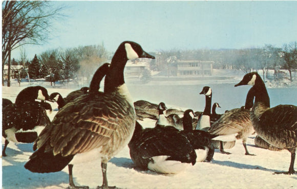 Portion of Rochester, Minnesota's Famous Wintering Flock of Wild Geese-Carey's Emporium