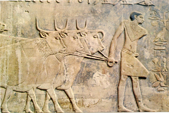 Beautiful Relief of Cattle, Ptah-Hotep Mastaba, Sakkara-Carey's Emporium