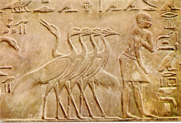Beautiful Group of Cranes, Ptah-Hotep Mastaba, Sakkara-Carey's Emporium