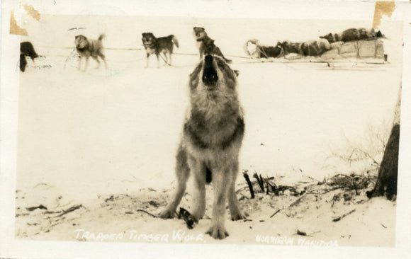Trapped Timber Wolf, Northern Manitoba-Carey's Emporium