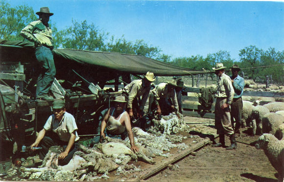 Shearing Time, near San Antonio, TX-Carey's Emporium