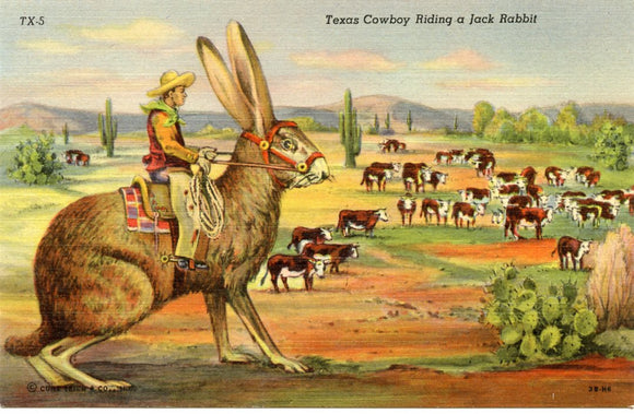 Texas Cowboy Riding a Jackrabbit [Postcard]