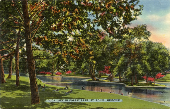 Duck Lake in Forest Park, St. Louis, MO