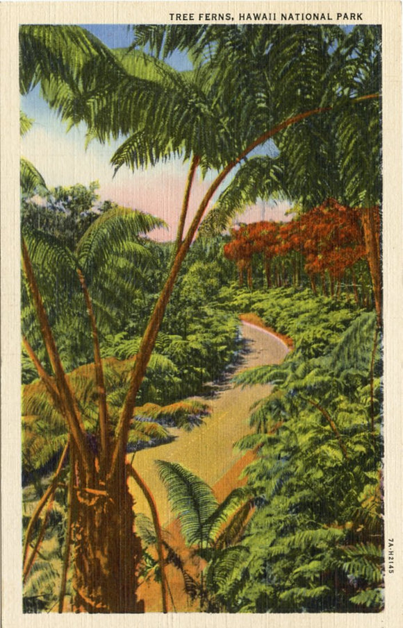 Tree Ferns, Hawaii National Park [Postcard]