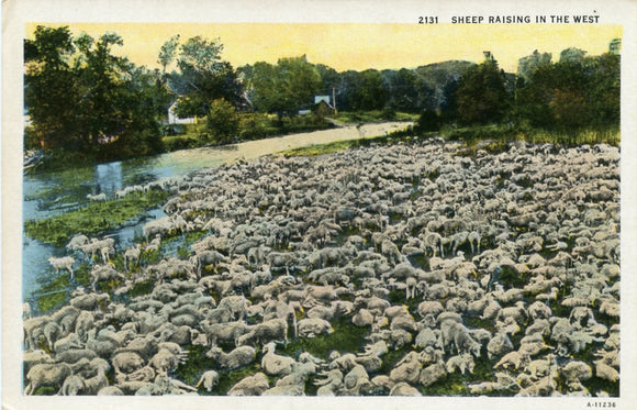 Sheep Raising in the West [Postcard]