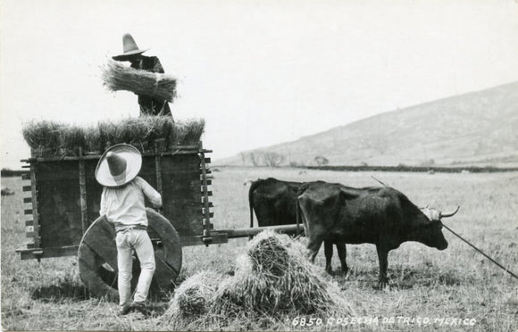Cosecha de Trico, Mexico [Postcard]