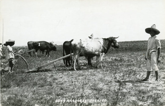 Aradores, Mexico [Postcard]
