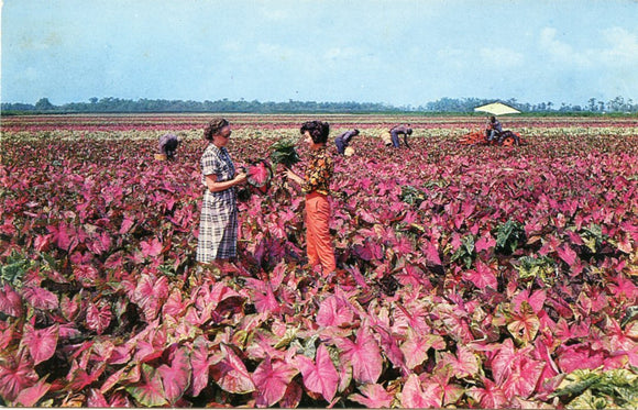 Field of Caladiums near Lake Placid, FL [Postcard]