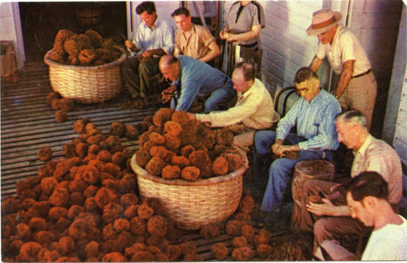 Tarpon Springs, FL [Postcard]