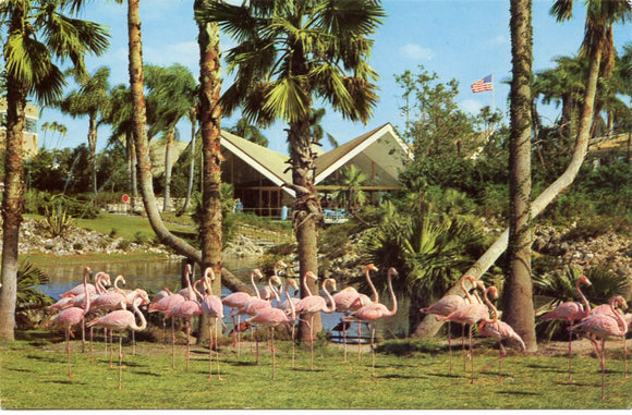 Flamingos, Busch Gardens, Tampa, FL [Postcard]