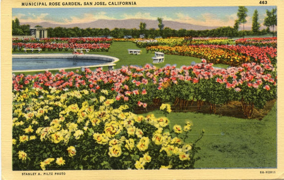 Municipal Rose Garden, San Jose, CA [Postcard]