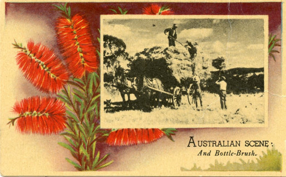 Australian Scene: And Bottle-Brush [Postcard]