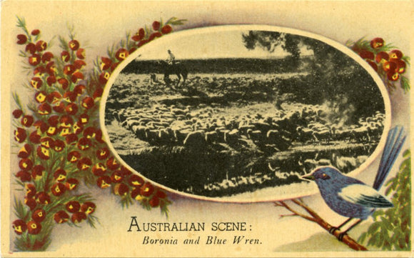 Australian Scene: Boronia and Blue Wren [Postcard]
